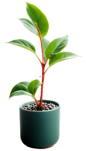 hostplant,seedling,potted plant,container plant,growth icon,resprout,green plant,potted palm,replantation,dracaena,oil-related plant,microstock,rank plant,sapling,citrus plant,plant and roots,money plant,potted tree,pot plant,dark green plant,Illustration,Retro,Retro 18