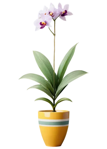 laelia,phalaenopsis equestris,laelia crispa,laelia albida,phalaenopsis sanderiana,phalaenopsis,androsace rattling pot,pontederia,flowers png,ikebana,cattleya,container plant,mixed orchid,potted plant,cattleya rex,moth orchid,flowerpot,citronella,potted palm,spathoglottis,Photography,Documentary Photography,Documentary Photography 27