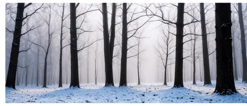 winter forest,snow trees,winter background,winter landscape,snow scene,black forest,forest background,snow landscape,winterland,birch forest,forest landscape,coniferous forest,fir forest,winterreise,copses,snowy landscape,snowfalls,christmas snowy background,enchanted forest,forest dark,Conceptual Art,Fantasy,Fantasy 13