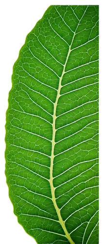 tropical leaf,grape leaf,fig leaf,magnolia leaf,leaf veins,leaf structure,beech leaf,tropical leaf pattern,leaf background,fern leaf,tree leaf,fan leaf,green leaf,water lily leaf,leaf macro,mape leaf,mammoth leaf,jungle leaf,leaf pattern,lotus leaf,Illustration,Retro,Retro 17