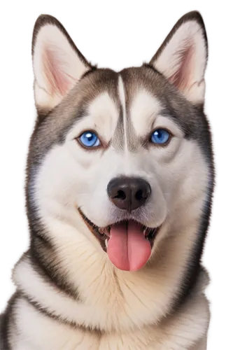 husky,siberian husky,malamute,huskic,telegram icon,husker,husked,malamutes,huskies,inu,nali,kita,akita,kurji,kenai,laika,ein,alaskan malamute,huskie,heterochromia,Photography,Artistic Photography,Artistic Photography 11