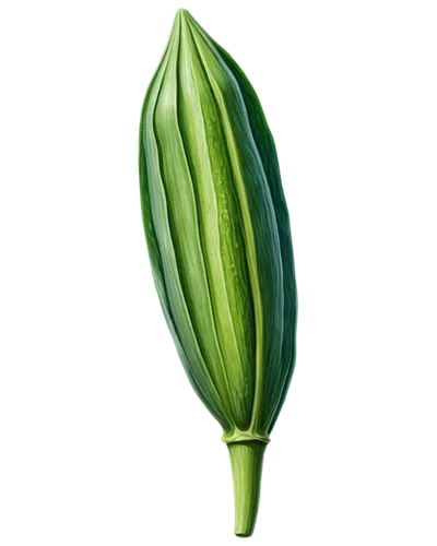 pointed gourd,zucchini,courgette,okra,spring onion,calçot,serrano pepper,poblano,turkestan tulip,armenian cucumber,scallion,leek,horn cucumber,cucumis,aloe vera,endive,peperoncini,cucuzza squash,cucumber,aloe,Illustration,Vector,Vector 07