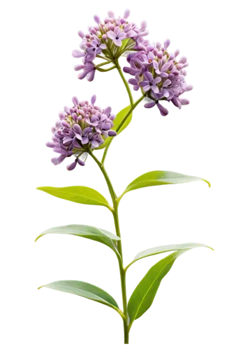 small-leaf lilac,flowers png,common lilac,syringa vulgaris,syringa,alternanthera,greek valerian,allium sativum,verbena,india hyacinth,a sprig of white lilac,white lilac,lilacs,illustration of the flowers,elderberry,golden lilac,marjoram,ironweed,aromatic plant,anise,Illustration,Realistic Fantasy,Realistic Fantasy 19