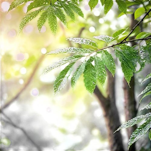 green leaves,maple foliage,sunlight through leafs,green wallpaper,tree leaves,leafed,leaf green,green leaf,green foliage,leaves,foliage leaves,background bokeh,green trees,leaf background,green plant,leafed through,gum leaves,canopy,green plants,greenery,Conceptual Art,Daily,Daily 13