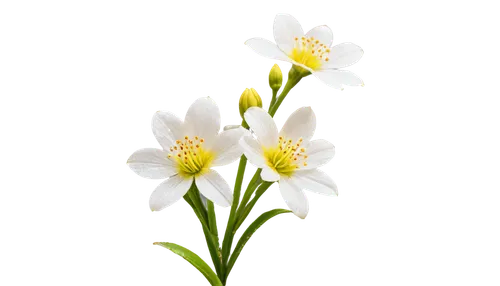 flowers png,garden star of bethlehem,flower wallpaper,flower background,star of bethlehem,zephyranthes,lilies of the valley,white lily,white flower,wood daisy background,delicate white flower,white floral background,chrysanthemum background,white cosmos,white daisies,floral digital background,grass lily,linanthus,lily of the valley,flower illustrative,Illustration,Black and White,Black and White 24