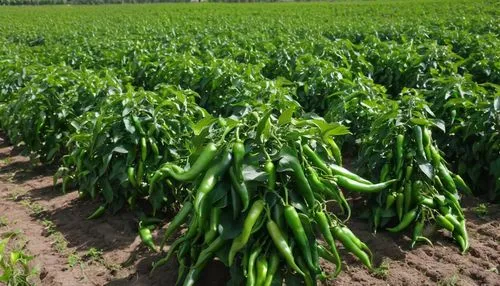 Green Chili plants in field with farming. Green ripe Chilies fruits grow in the Big garden, long view,cimmyt,forage corn,corncobs,spring onions,sweetcorn,oldcorn,corn framing,piiroja,serrano peppers,c