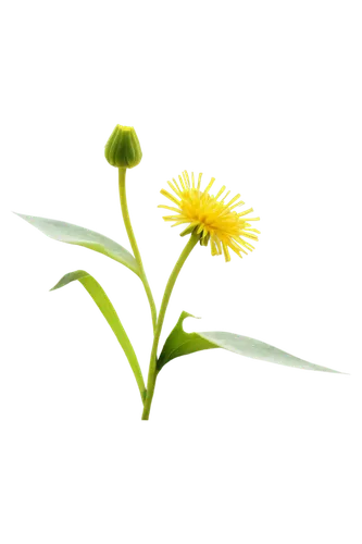 dandelion background,common dandelion,dandelion flower,inula,taraxacum,taraxacum officinale,hieracium,yellow calendula flower,taraxacum ruderalia,dandelion,cyperus,hawkbit,yellow gerbera,flowers png,flower background,dandelion flying,yellow flower,small sun flower,solidago,dandelion seeds,Art,Classical Oil Painting,Classical Oil Painting 15