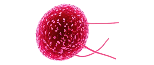 Vibrio vulnificus, bacteria, microscopic view, spherical shape, flagella, gram-negative, pinkish-red stain, translucent membrane, nucleus visible, high magnification, darkfield illumination, shallow d