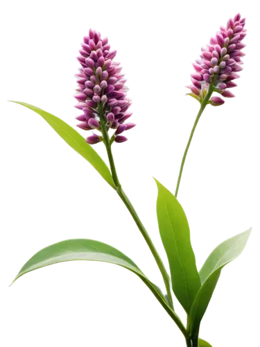 Milkweed plant, wildflower, delicate purple flowers, clustered blooms, green stem, leafy foliage, soft focus, natural light, warm color tone, 3/4 composition, shallow depth of field, cinematic lightin