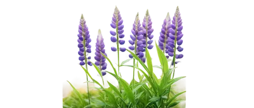 grape hyacinths,muscari,grape hyacinth,flowers png,lavender flower,blue grape hyacinth,muscari armeniacum,lavender flowers,the lavender flower,camassia,lupinus,lavandula,common grape hyacinth,flower background,white grape hyacinths,lupins,lavenders,hyacinthus,gentians,hyacinths,Illustration,American Style,American Style 12