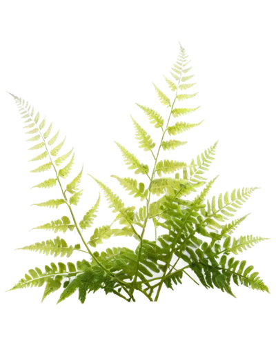 Delicate fern plants, green fronds, curled tips, tender shoots, intricate patterns, soft morning light, misty atmosphere, 3/4 composition, shallow depth of field, warm color tone, cinematic lighting, 