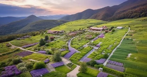 乡村，景观设计，乡村景观，鸟瞰图，设计感，高清，建筑，山地，田野，,the valley of flowers,lavender fields,south tyrol,alpine pastures,east tyrol,canton of glarus,lavender field,southeast switzerland,austria,south-tirol,the valley of t