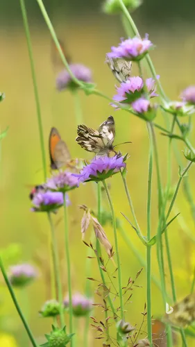 willow-herb-hawk-moth,hummingbird hawk-moth,hummingbird hawk moth,hummingbird hawkmoth,eastern black swallowtail,butterfly background,palamedes swallowtail,swallowtail butterfly,butterfly on a flower,