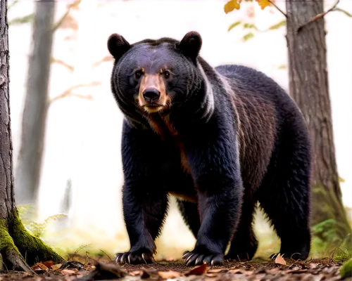 Wildlife, black bear, solo, adult, fur texture, muscular body, strong claws, curious expression, standing posture, front legs apart, forest floor, morning mist, warm lighting, 3/4 composition, shallow