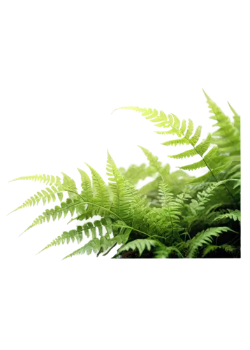 Delicate ferns, green leaves, lush foliage, curled fronds, forest floor, misty atmosphere, soft focus, shallow depth of field, warm natural light, cinematic composition, earthy tone, macro shot, extre