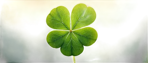 pennywort,clover leaves,narrow clover,4-leaf clover,five-leaf clover,spring leaf background,four-leaf clover,a four leaf clover,4 leaf clover,medium clover,three leaf clover,long ahriger clover,four leaf clover,hybrid clover,miner's lettuce,green leaf,ginkgo leaf,lotus leaf,nasturtium leaves,redwood sorrel,Art,Classical Oil Painting,Classical Oil Painting 02