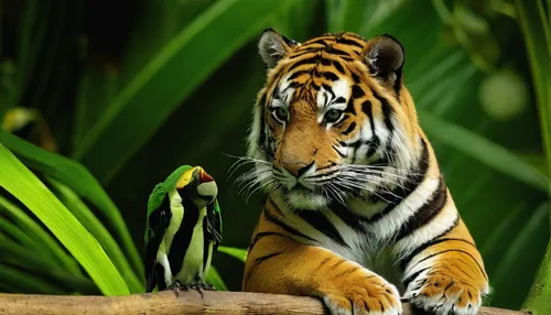 sumatran tiger,asian tiger,malayan tiger cub,bengal tiger,a tiger,young tiger,tiger,belize zoo,chestnut tiger,tropical animals,tiger cub,tiger png,tigers,bengal,sumatran,sumatra,tigerle,exotic animals,bengalenuhu,wildlife,Photography,Black and white photography,Black and White Photography 15