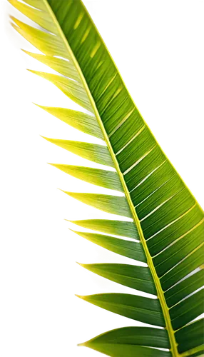 palm leaf,tropical leaf,tropical leaf pattern,palm leaves,coconut leaf,palm tree vector,palm fronds,jungle leaf,banana leaf,cycad,fan palm,palm branches,mape leaf,palm sunday,fern leaf,leaf background,coconut palm,coconut palm tree,fan leaf,oleaceae,Photography,Fashion Photography,Fashion Photography 26