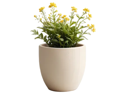 helichrysum,flowers png,xerochrysum bracteatumm,leucanthemum,trollius download,hieracium,flower vase,tanacetum,solidago,pot marigold,coreopsis,pyrethrum,ornithogalum,yellow chrysanthemum,yellow calendula flower,flower bowl,lithospermum,leucanthemum maximum,flowerpot,draba,Illustration,Abstract Fantasy,Abstract Fantasy 05