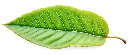 leaf background,spring leaf background,fan leaf,tropical leaf,mape leaf,magnolia leaf,mammoth leaf,green leaf,leaf green,beech leaf,tree leaf,coconut leaf,ginkgo leaf,leaf structure,fern leaf,lotus leaf,chestnut leaf,photosynthetic,aaaa,leaf,Illustration,Japanese style,Japanese Style 13