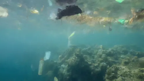 ocean pollution,ocean underwater,the bottom of the sea,seabed,seamount,underwater landscape,plastic waste,ocean floor,kelp,underwater background,apnea paper,water pollution,bottom of the sea,cube sea,