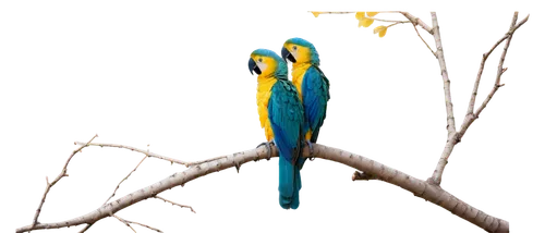 blue and yellow macaw,bird png,blue-tailed bee-eater,blue parrot,beautiful bird,blue bird,decoration bird,bird on tree,an ornamental bird,bird on branch,alcedo,eurasian kingfisher,nature bird,bird photography,alcedo atthis,ornamental bird,kingfishers,blue macaw,bird on the tree,colorful birds,Conceptual Art,Daily,Daily 07