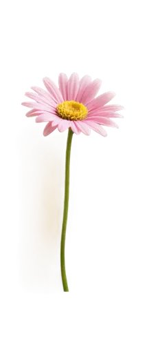 gerbera flower,flowers png,gerbera,pink chrysanthemum,osteospermum,gerbera daisies,coneflowers,south african daisy,yellow gerbera,african daisy,centaurium,echinacea,echinacea purpurea,flower illustrative,wood daisy background,minimalist flowers,coneflower,pink cosmea,flower background,echinacea purperea,Illustration,Vector,Vector 05