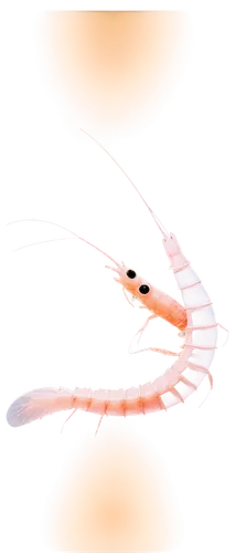 freshwater prawns,caridean shrimp,botan shrimp,free-shrimps,arctic sweet shrimp,north sea shrimp,small shrimp,prawn,cleaning shrimp,pilselv shrimp,cherry shrimp,shrimp,krill,shrimps,ornamental shrimp,white saddle shrimp,hairfinned silverfish,barrel shrimp,coenagrion,shrimp survey,Illustration,Realistic Fantasy,Realistic Fantasy 35