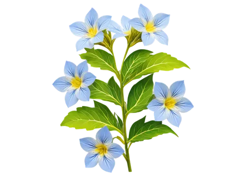 dayflower,flowers png,mountain bluets,flower wallpaper,flower background,starflower,blue flower,blu flower,gentians,blue flowers,blue daisies,commelina,chionodes,gentian,blue petals,wood daisy background,butterwort,spineflower,windflower,myosotis,Conceptual Art,Daily,Daily 21