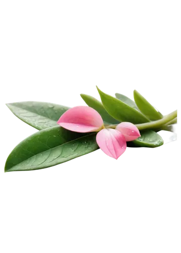 Delicate flower, pink petals, green stem, leaves surrounding base, water droplets on leaves, shallow depth of field, natural light, 3/4 composition, warm color tone, soft focus, macro photography, clo