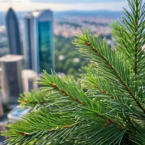 spruce needle,fir needles,pine tree,kerschbaum,fir trees,pine trees