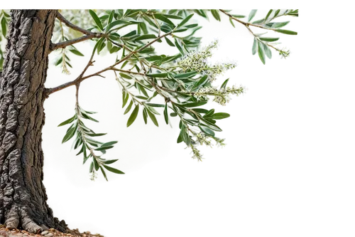 Olive tree, Mediterranean scenery, small white flowers, green olives, twisted branches, thick trunk, roots deep in earth, warm sunlight filtering through leaves, 3/4 composition, shallow depth of fiel