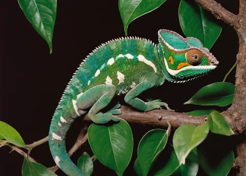 Write a dramatic scene where a chameleon disguises itself as a poisonous snake to protect its young.,panther chameleon,beautiful chameleon,meller's chameleon,yemen chameleon,common chameleon,ring-tail