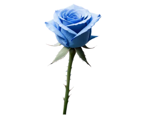 blue rose,blue moon rose,blue flower,blu flower,blue rose near rail,rose png,water rose,blue petals,blue background,flower wallpaper,flower rose,arrow rose,rose bud,flowers png,blue flowers,rose flower,artificial flower,bicolored rose,single flower,romantic rose,Art,Artistic Painting,Artistic Painting 05