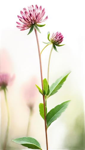 Red clover, botanical illustration, detailed petals, green stem, delicate leaves, soft focus, natural light, shallow depth of field, warm color tone, 3/4 composition, realistic texture, vibrant red, g