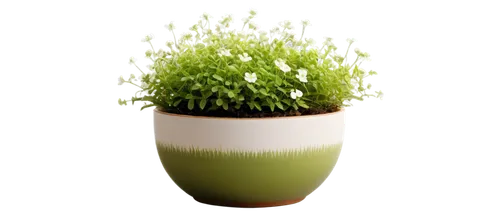 citronella,flower pot holder,plant pot,garden cress,flowerpot,flower pot,androsace rattling pot,garden pot,potted plant,container plant,galium,planter,pot plant,flower vase,sweet grass plant,wooden flower pot,terracotta flower pot,rockcress,euphrasia,chervil,Illustration,Paper based,Paper Based 18