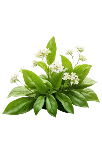 flowers png,spring leaf background,lily of the valley,muguet,flower background,galium,parthenium,lily of the field,valeriana,elderflower,aromatic plant,parsley leaves,flower jasmine,green wallpaper,lilly of the valley,chickweed,green background,garden cress,wood daisy background,jasmine flower,Conceptual Art,Sci-Fi,Sci-Fi 21