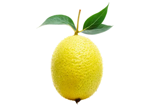 lemon background,lemon wallpaper,pear cognition,lemon - fruit,lemon,yellow fruit,polemon,lemon flower,lemon tree,poland lemon,etrog,slice of lemon,lemon half,citron,lemon lemon,annona,rock pear,pear,paracatu,pineapple background,Art,Artistic Painting,Artistic Painting 40