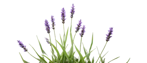 Lavender flowers, purple petals, delicate stems, green leaves, soft focus, shallow depth of field, warm sunlight, gentle breeze, 3/4 composition, pastel color tone, calming atmosphere, realistic textu