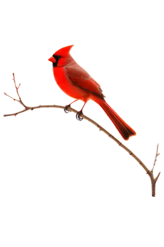 bird png,red avadavat,cardenales,red bird,cardinalis,red feeder,bushshrike,red beak,cardinal,cardinals,scarlet honeyeater,red,redbird,gallirallus,bird on branch,rojo,tanager,humming bird,red cardinal,quickbird,Conceptual Art,Graffiti Art,Graffiti Art 06