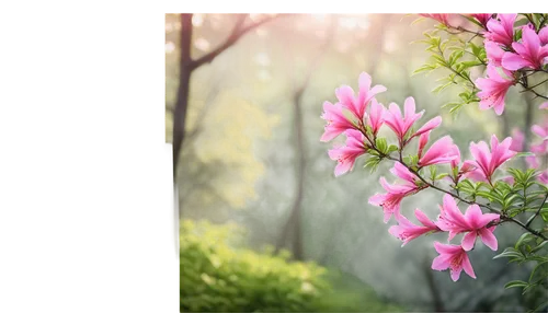 Pink flowering azalea trees, multiple trunks, curved branches, delicate flowers, soft pink petals, green leaves, morning dew, warm sunlight, 3/4 composition, shallow depth of field, cinematic lighting