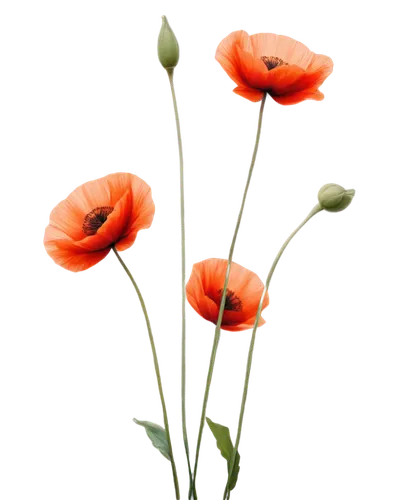 poppy flowers,orange poppy,klatschmohn,poppies,red poppies,mohn,red poppy,flowers png,papaver,a couple of poppy flowers,poppy plant,poppy flower,papaver orientale,iceland poppy,corn poppies,orange red flowers,red orange flowers,floral poppy,flower background,poppy anemone,Illustration,Japanese style,Japanese Style 14