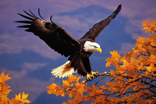 american bald eagle,bald eagle,bald eagles,african eagle,steller's sea eagle,eagle,of prey eagle,sea eagle,african fishing eagle,eagle eastern,sea head eagle,fish eagle,mountain hawk eagle,golden eagle,steppe eagle,white-tailed eagle,majestic nature,eagles,gray eagle,mongolian eagle,Conceptual Art,Sci-Fi,Sci-Fi 18