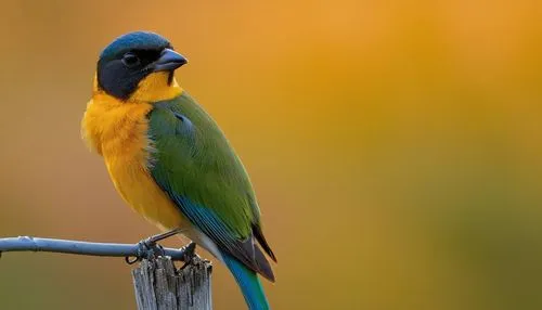 bird's eye view, 3/4 composition, soft focus, warm color tone.,a small bird sits on a nch in front of an orange and green background,blue-tailed bee-eater,cape weaver,guacamaya,orange-breasted sunbird