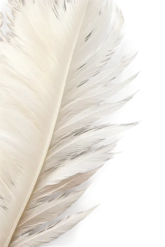 white feather,swan feather,feather,bird feather,pigeon feather,feathers,chicken feather,ostrich feather,beak feathers,parrot feathers,hawk feather,color feathers,feathers bird,peacock feather,feathery,plumes,feather bristle grass,feather headdress,peacock feathers,feathering,Conceptual Art,Daily,Daily 22