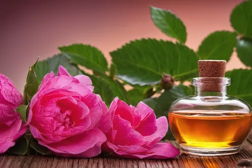 Describe the calming effect of a rugosa rose essential oil during a luxurious spa treatment.,natural perfume,rose hip oil,parfum,creating perfume,flower essences,jojoba oil,fragrance,tanacetum balsami