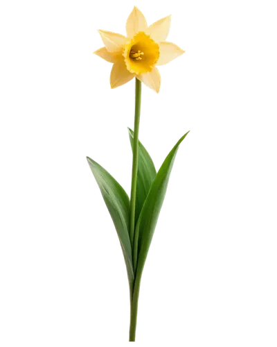 day lily flower,small sun flower,flower background,flower wallpaper,day lily,gold flower,yellow flower,single flower,filled daffodil,lily flower,grass lily,tulip background,daffodil,calenduleae,calendula,coreopsis,iridaceae,flowers png,the trumpet daffodil,daylily,Conceptual Art,Daily,Daily 02