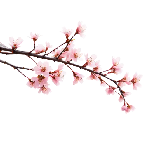 cherry blossom branch,sakura branch,cherry branches,sakura tree,plum blossoms,sakura flower,sakura cherry tree,japanese sakura background,japanese carnation cherry,plum blossom,sakura blossoms,ornamental cherry,apricot blossom,japanese cherry blossom,sakura flowers,japanese cherry,cherry blossom tree,the plum flower,sakura blossom,apricot flowers,Illustration,Black and White,Black and White 21