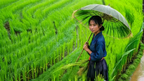 rice cultivation,paddy harvest,barley cultivation,rice field,the rice field,ricefield,Photography,Documentary Photography,Documentary Photography 23