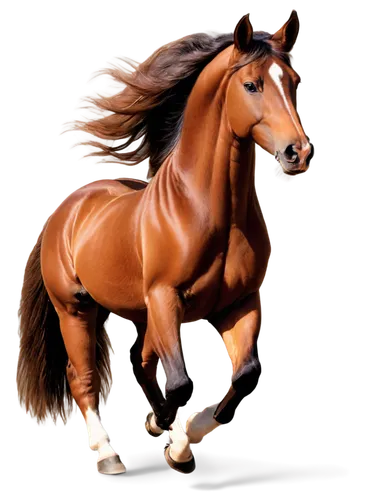 arabian horse,quarterhorse,belgian horse,aqha,equine,brown horse,painted horse,saddlebred,finnhorse,horse,a horse,lusitano,epona,clydesdale,caballus,equato,galloper,caballo,equestrian,australian pony,Conceptual Art,Sci-Fi,Sci-Fi 19